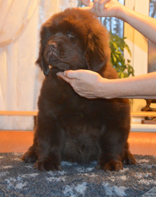 Фото: ньюфаундленд С'Нежная Вьюга Голден Пуриссима (S'Nezhnaya Vjuga Golden Purissima)