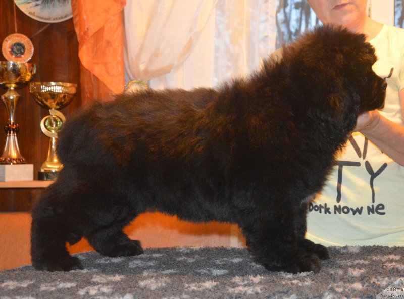 Фото: ньюфаундленд С'Нежная Вьюга Габриэль (S'Nezhnaya Vjuga Gabriely)