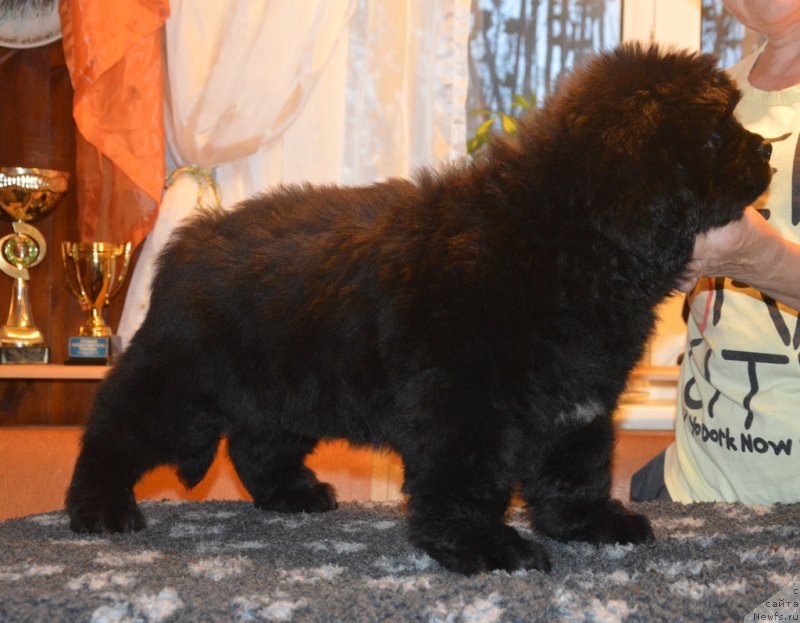 Фото: ньюфаундленд С'Нежная Вьюга Габриэль (S'Nezhnaya Vjuga Gabriely)