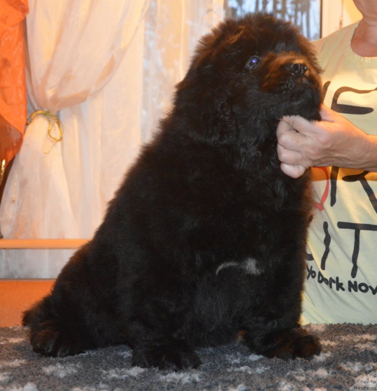 Фото: ньюфаундленд С'Нежная Вьюга Габриэль (S'Nezhnaya Vjuga Gabriely)