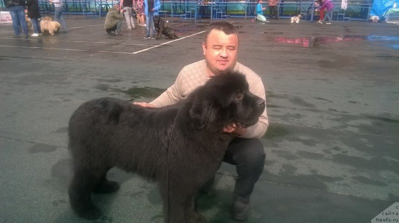 Фото: ньюфаундленд Олл Райт из Антаграда (All Right is Antagrada)