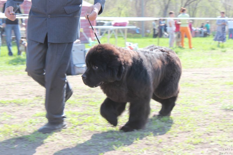 Фото: ньюфаундленд Олл Райт из Антаграда (All Right is Antagrada)