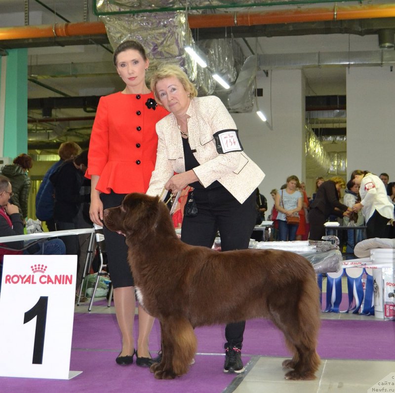 Фото: ньюфаундленд Браунблад МСК Альпина Гуардиан Соул (Brownblood MSK Alpina Guardian Soul)