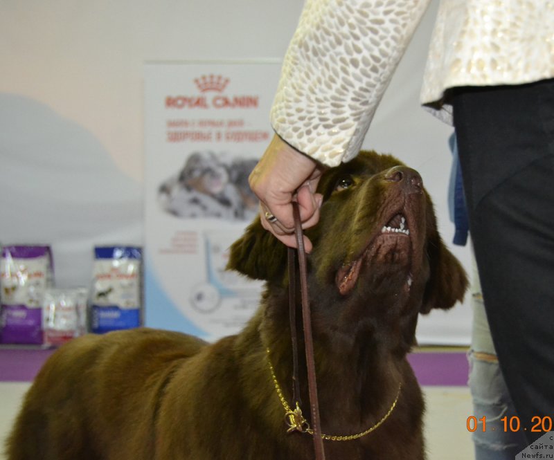 Фото: ньюфаундленд Браунблад МСК Альпина Гуардиан Соул (Brownblood MSK Alpina Guardian Soul)