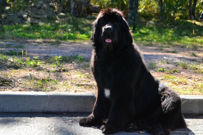 Фото: ньюфаундленд Талисман Моря Ла-Валетта