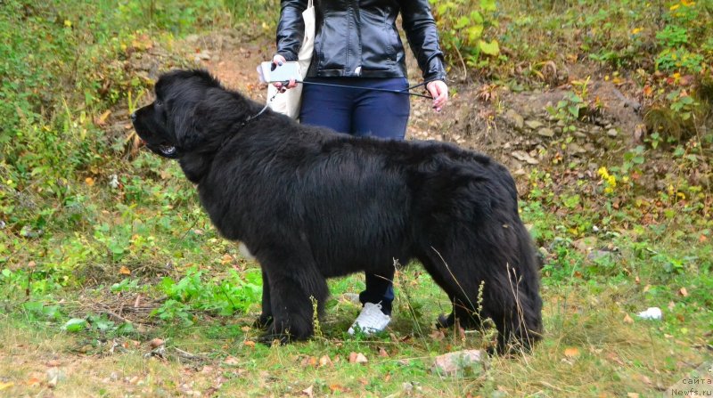 Фото: ньюфаундленд Талисман Моря Ла-Валетта