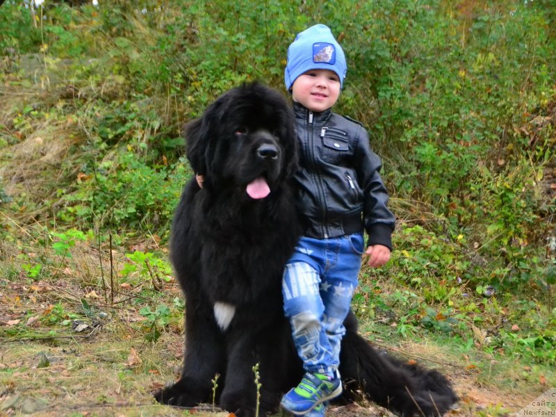 Фото: ньюфаундленд Талисман Моря Ла-Валетта