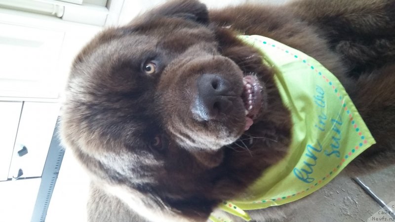 Фото: ньюфаундленд Нобл Кинг Май Лорд Симба