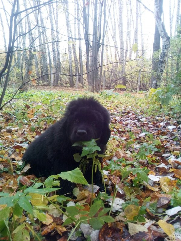 Фотография № 230439