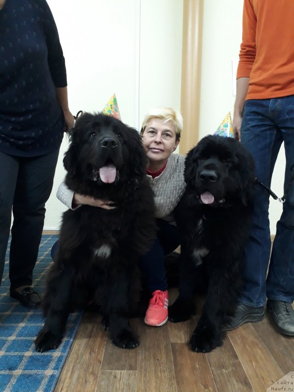 Фото: ньюфаундленд Черный Балу Лорд-Канцлер (Cherniy Balu Lord-Kantsler), ньюфаундленд Инвайтинг Лук оф Лав (Inviting Look of Love), Татьяна Чернявская
