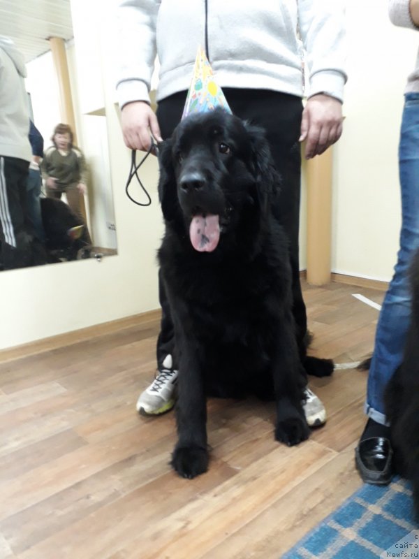 Фото: ньюфаундленд Черный Балу Зазноба Души Моей