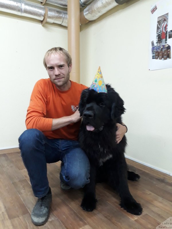 Фото: ньюфаундленд Черный Балу Лорд-Канцлер (Cherniy Balu Lord-Kantsler)