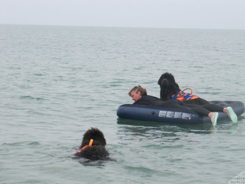 Фото: Анна Петрушкина, ньюфаундленд Мелти Вейв Марин Тифея (Melty Wave Marine Tifeya), ньюфаундленд Дюрбахлер Клаб Альфаретта Виньетта
