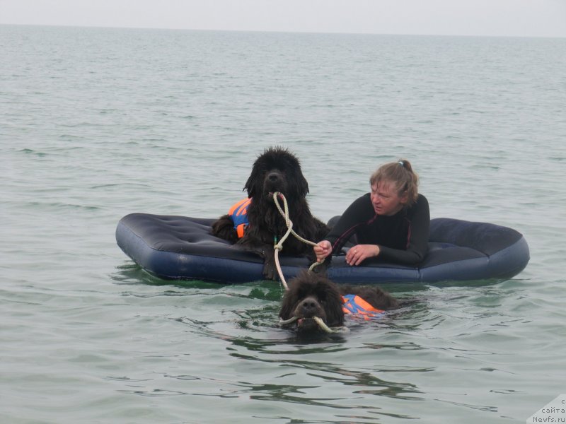 Фото: ньюфаундленд Дюрбахлер Клаб Альфаретта Виньетта, ньюфаундленд Мелти Вейв Марин Тифея (Melty Wave Marine Tifeya), Анна Петрушкина