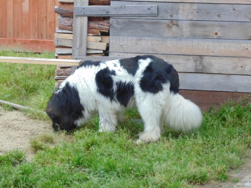 Фото: ньюфаундленд Супер Бизон Мелодия