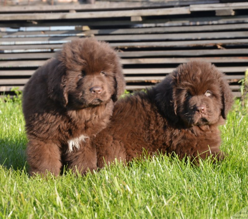 Фотография № 230466