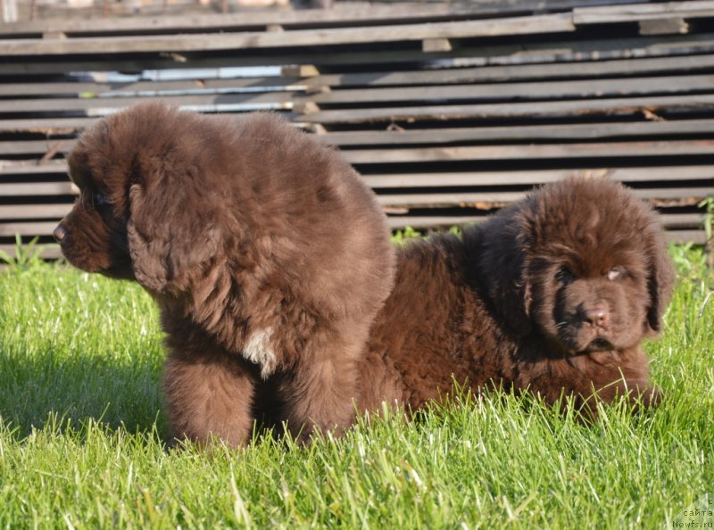 Фотография № 230467