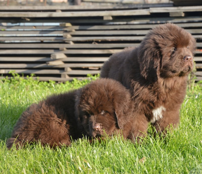 Фотография № 230471