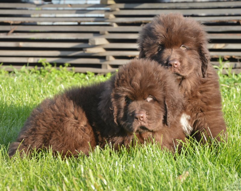 Фотография № 230472