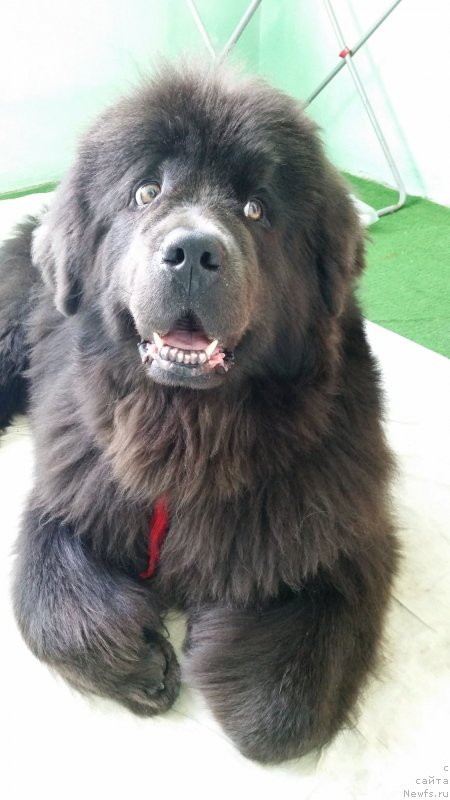 Фото: ньюфаундленд Мелти Вейв Марин Тифея (Melty Wave Marine Tifeya)