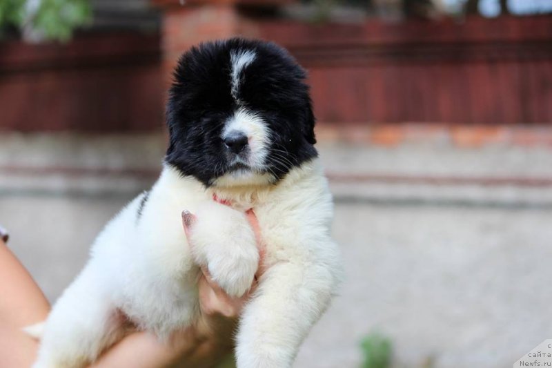 Фотография № 230475