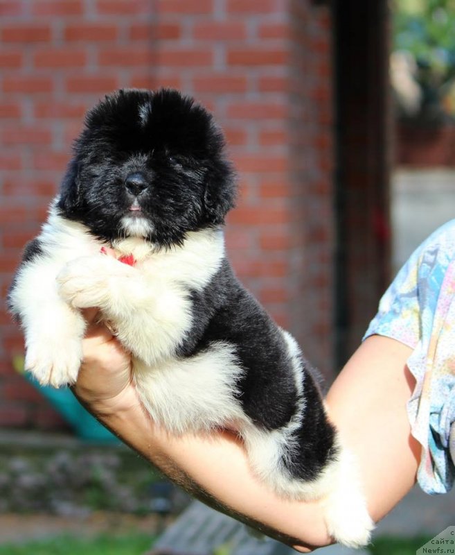 Фото: ньюфаундленд Супер Премиум Юлий Цезарь