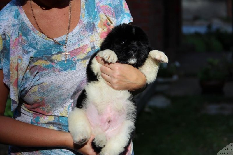 Фотография № 230480