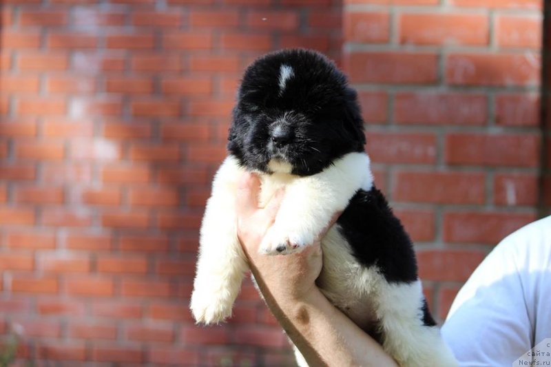 Фотография № 230482