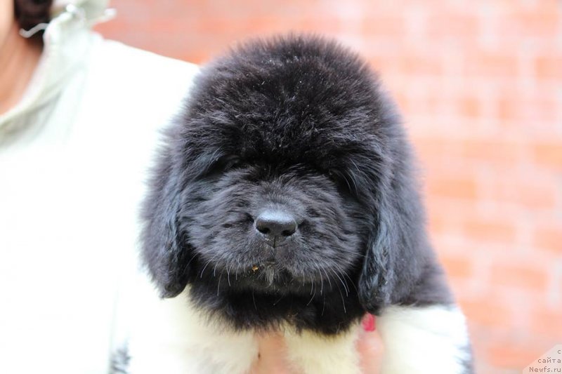 Фотография № 230484