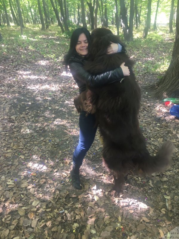 Фото: ньюфаундленд Браунблад МСК Бен-Ами Лон