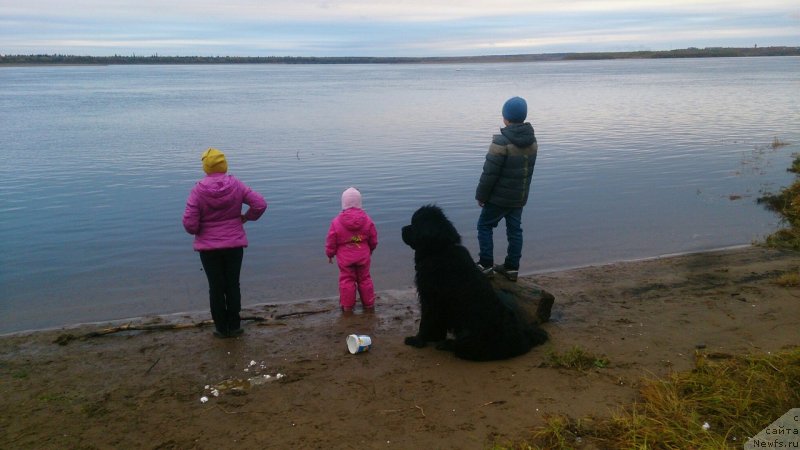 Фото: ньюфаундленд Прекрасный Принц из Коврова