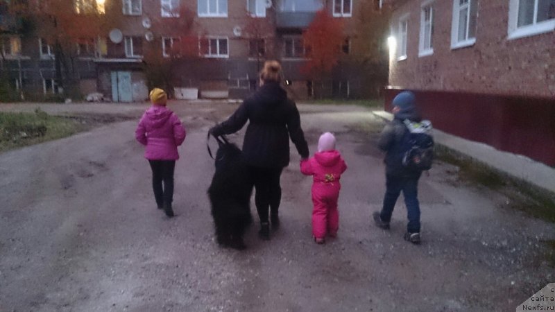 Фото: ньюфаундленд Прекрасный Принц из Коврова