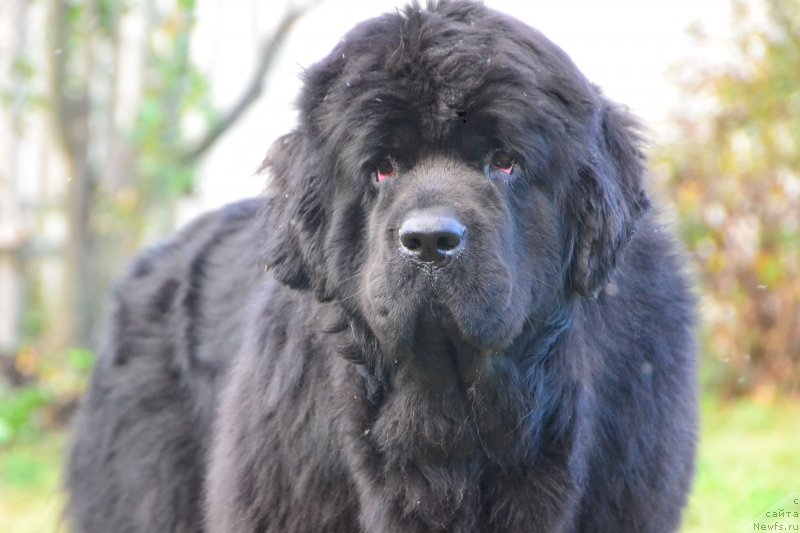 Фото: ньюфаундленд Талисман Моря Ла-Валетта