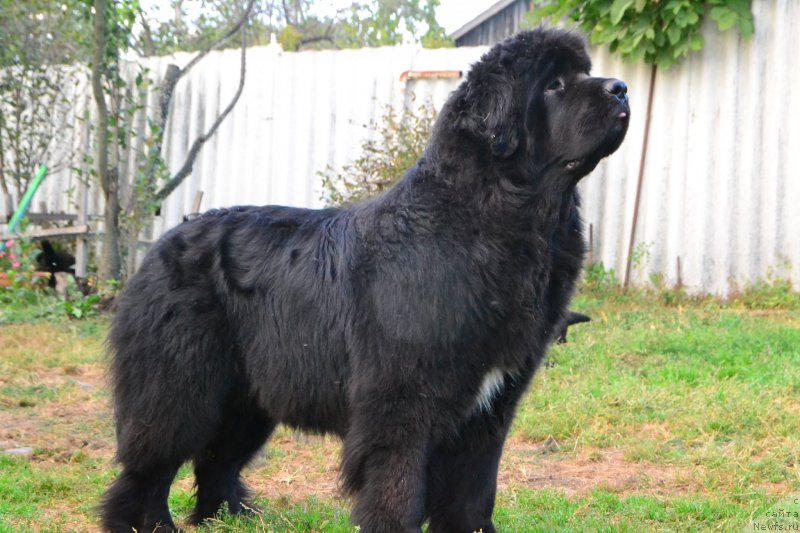 Фото: ньюфаундленд Талисман Моря Ла-Валетта