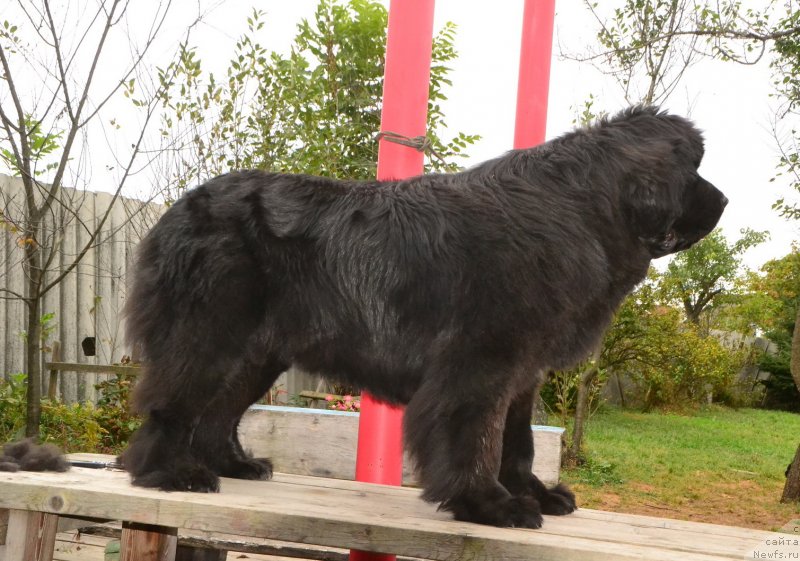 Фото: ньюфаундленд Талисман Моря Ла-Валетта