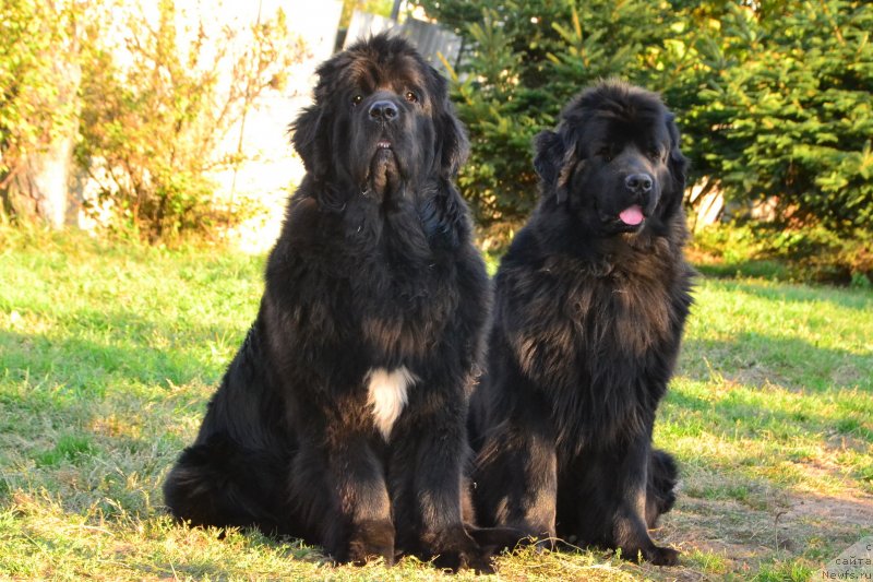 Фото: ньюфаундленд Талисман Моря Ла-Валетта, ньюфаундленд Талисман Моря Магия Волн