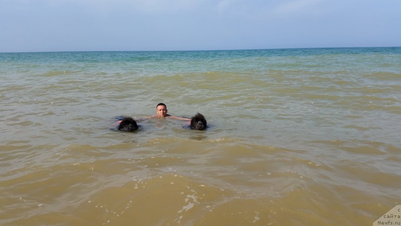 Фото: ньюфаундленд Мелти Вейв Марин Тифея (Melty Wave Marine Tifeya), ньюфаундленд Дюрбахлер Клаб Альфаретта Виньетта