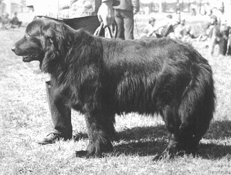 Фото: ньюфаундленд Глор Нюта