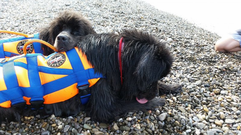 Фотография № 230505