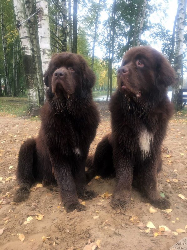 Фото: ньюфаундленд Браунблад МСК Ларчи Ардон (Brownblood MSK Larchie Ardon), ньюфаундленд Браунблад МСК Абрамс-Стронг (Brownblood MSK Abrams-Strong)
