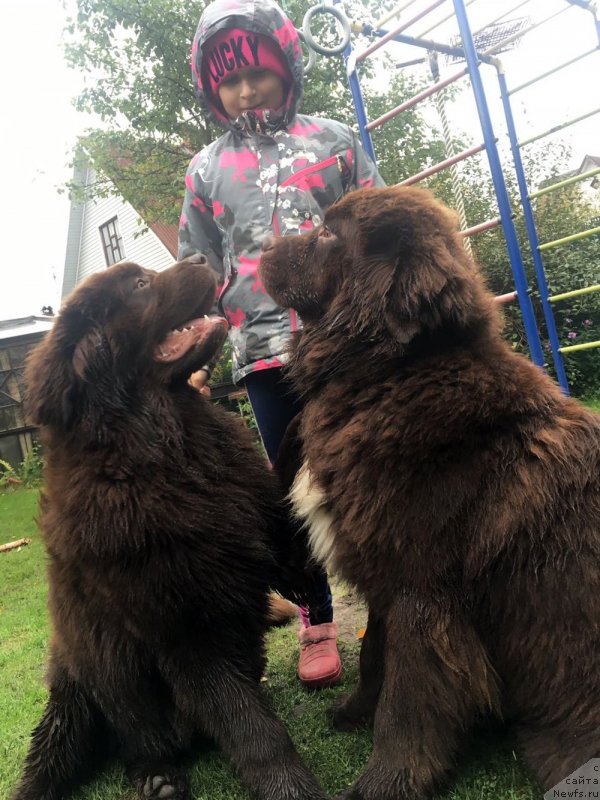 Фото: ньюфаундленд Браунблад МСК Ларчи Ардон (Brownblood MSK Larchie Ardon), ньюфаундленд Браунблад МСК Абрамс-Стронг (Brownblood MSK Abrams-Strong)