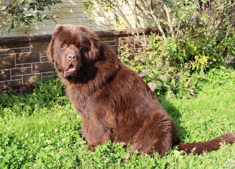 Фото: ньюфаундленд Браунблад  МСК Лион Лаби-Рони (Brownblood MSK Lyon Labi-Roni)