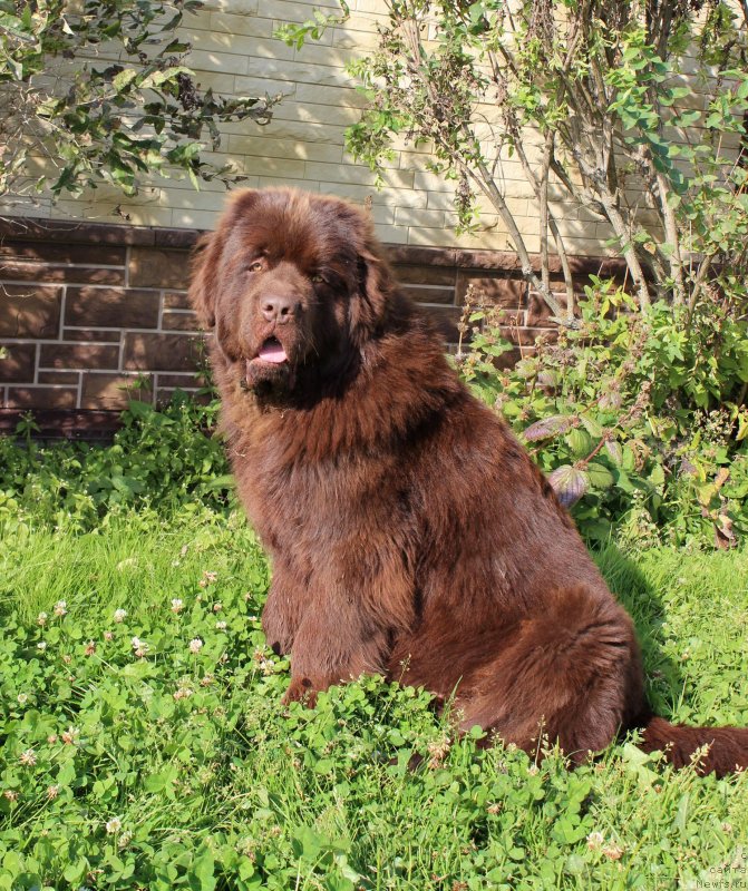 Фото: ньюфаундленд Браунблад  МСК Лион Лаби-Рони (Brownblood MSK Lyon Labi-Roni)