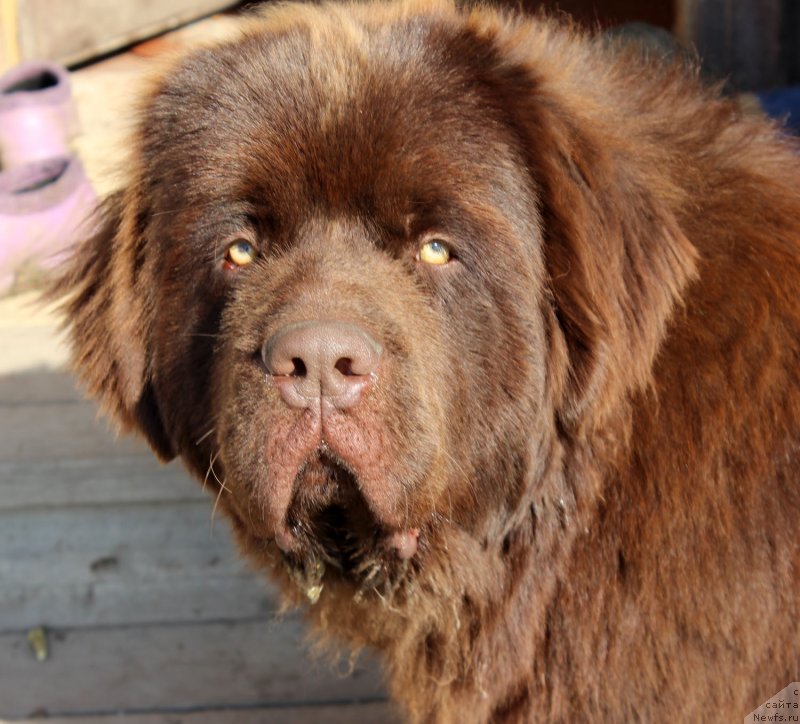 Фото: ньюфаундленд Браунблад  МСК Лион Лаби-Рони (Brownblood MSK Lyon Labi-Roni)