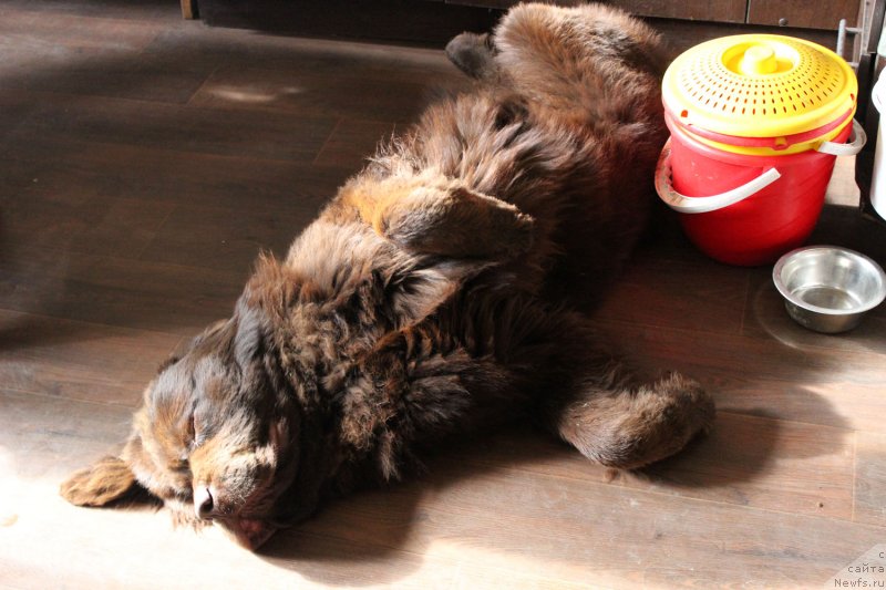 Фото: ньюфаундленд Браунблад  МСК Лион Лаби-Рони (Brownblood MSK Lyon Labi-Roni)