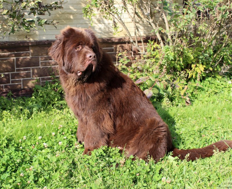 Фото: ньюфаундленд Браунблад  МСК Лион Лаби-Рони (Brownblood MSK Lyon Labi-Roni)