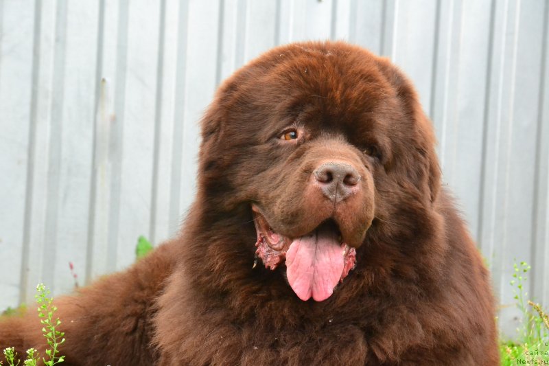 Фото: ньюфаундленд Акватория Келвин Риверданс (Aquatoriya Kelvin Riverdance)