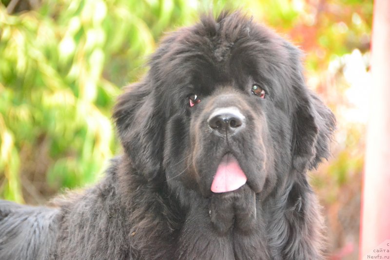 Фото: ньюфаундленд Талисман Моря Ла-Валетта