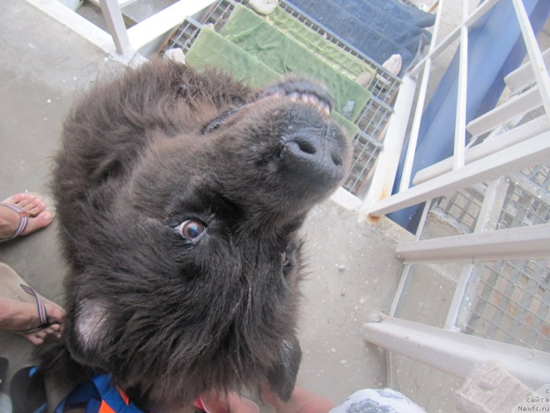 Фотография № 230520