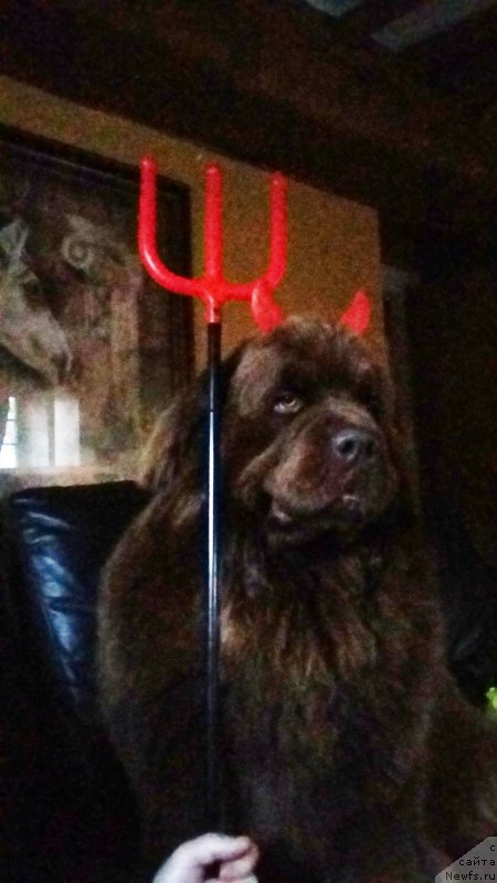 Фото: ньюфаундленд Нобл Кинг Май Лорд Симба